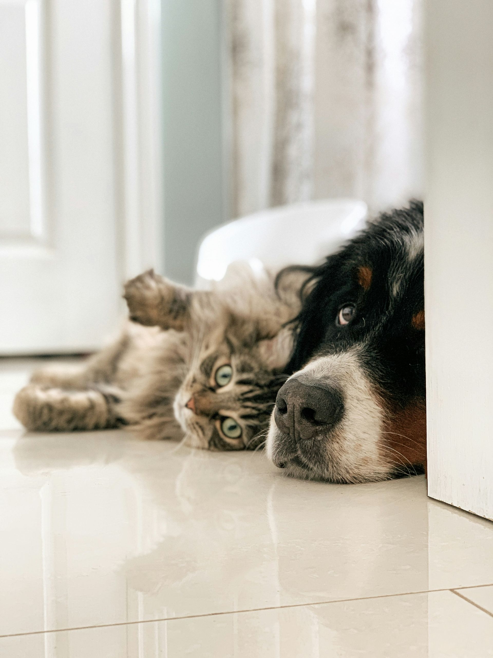 A fluffy tabby cat and a Bernese mountain dog lying on a tiled floor